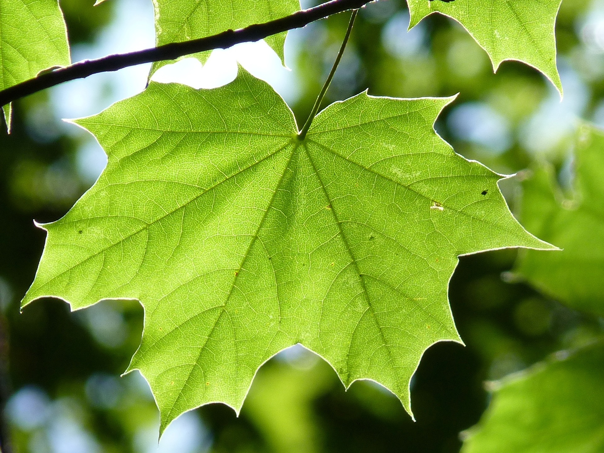 Blatt, unglaublich ineffektiv, würde heute verboten werden. Bild: Pixabay
