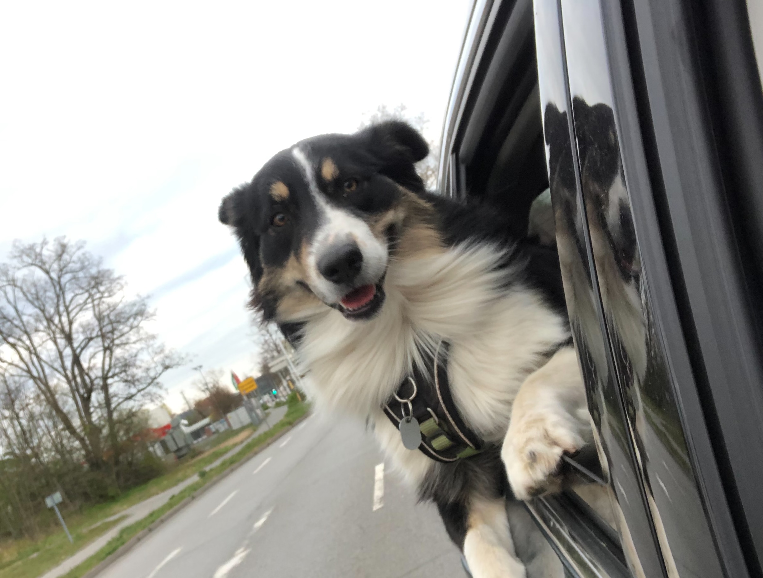 Bürgermeisterkandidat Mathias Zeuner Hund, dessen