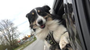 Bürgermeisterkandidat Mathias Zeuner Hund, dessen